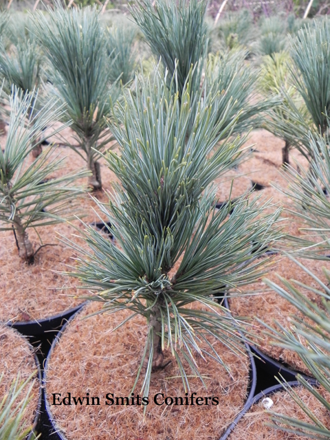 Pinus flexilis 'Cesarini Blue'